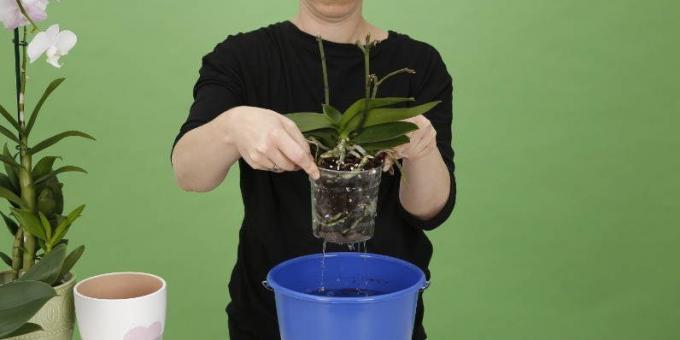Kā ūdens Orchid: paaugstināt likmes, lai atbrīvotos no liekā ūdens