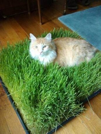 Pad ar zāli kaķis
