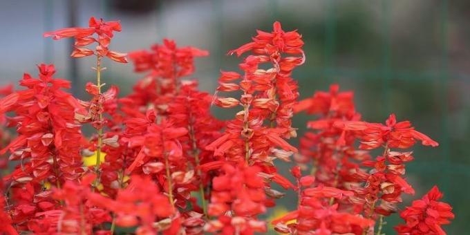 Nepretenciozs ziedi puķu dobes: Salvia dzirkstošais