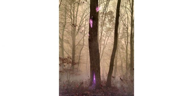 violetā liesma koks