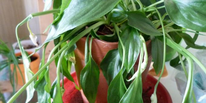 Aprūpe Spathiphyllum mājās: Kā ārstēt Spathiphyllum, ja lapas klibot un nokrita