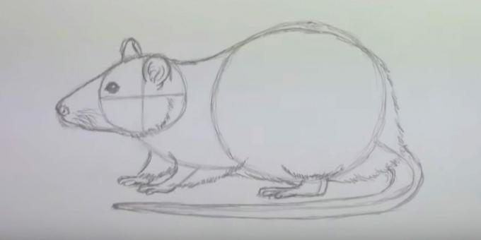 Kā uzzīmēt peli: attēlojiet vilnu