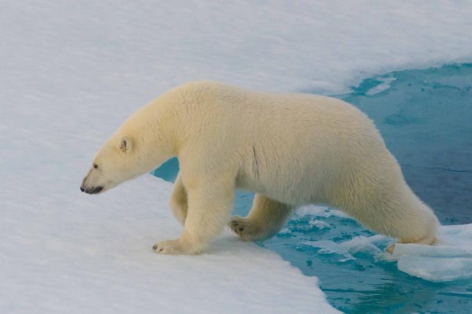 Interesanti fakti: polārie lāči nevar noteikt ar siltuma uztvērēju