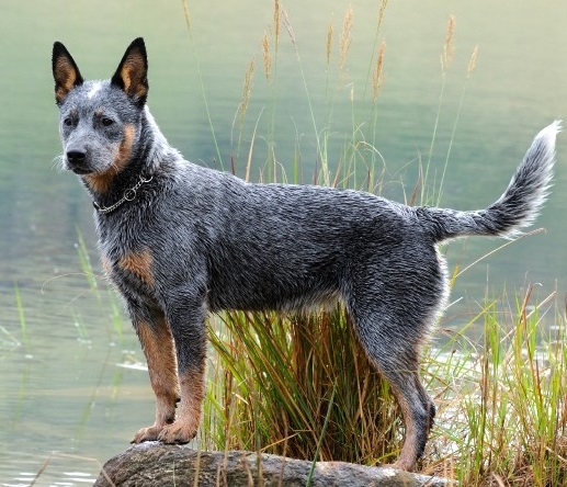 Top 10 visvairāk inteliģentas suņu šķirnēm: Austrālijas Liellopi Dog