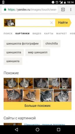 "Yandex": noteikšana dzīvnieka attēlu