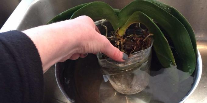 Kā ūdens Orchid: nirt, veikt dziļu bļodu vai citu konteineru