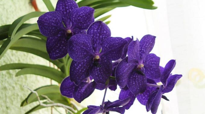 Kā rūpēties par orhideju Vanda