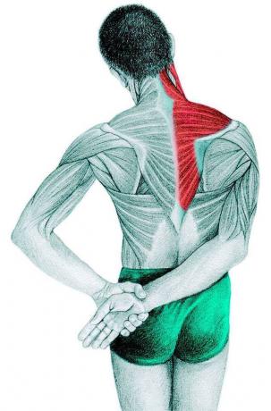 Anatomija iestiepjas: trapezius, supraspinatus, deltveida muskulī