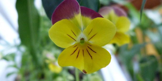 Nepretenciozs ziedi puķu dobes: Trīs krāsas Viola