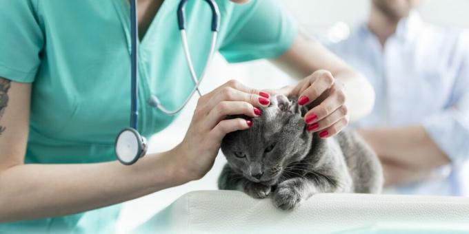Krievijas zilais kaķis: slimības
