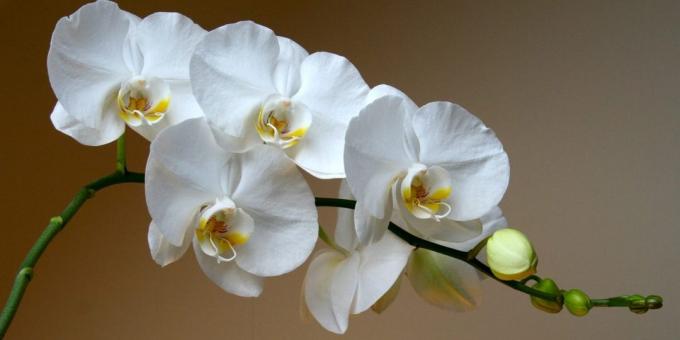 Kā rūpēties par orhideju Phalaenopsis