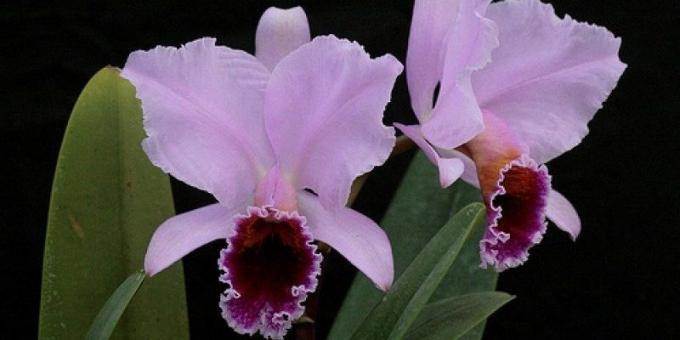 Kā rūpēties par orhidejas