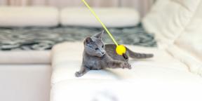 Krievijas zilais kaķis: apraksts, raksturs un aprūpes noteikumi