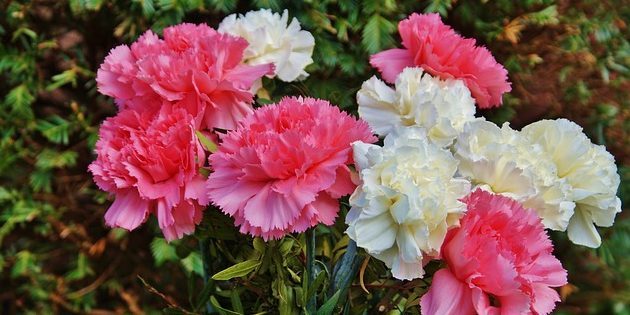 Daudzgadīgie augi, zied visu vasaru: Carnation
