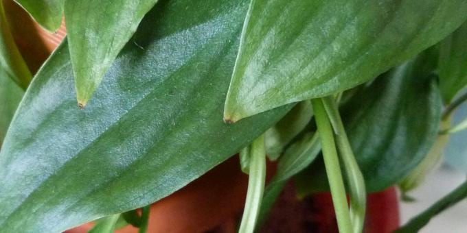 Aprūpe Spathiphyllum mājās: Kā ārstēt Spathiphyllum ja sauss lapu padomi