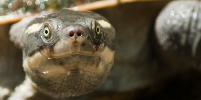 Māras upes bruņurupucis Austrālijā var elpot caur tūpli