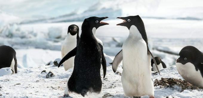Pingvīnu filmas: "Pingvīni"