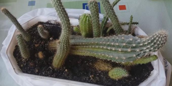Kā rūpēties par kaktusi: Deformācija trūkuma dēļ gaismas