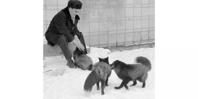 Mājas fox kā rezultātā ģenētiskās eksperiments: Dmitrijs Belyaev pieradināts lapsas