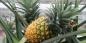 Kā audzēt ananasu mājās: soli pa solim