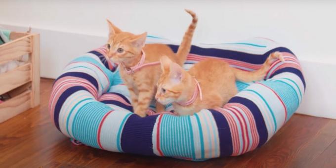 Kā padarīt pašdarinātu džempera gultu kaķim